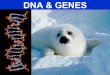 DNA & GENES. What is DNA?  DNA (deoxyribonucleic acid) is a nucleic acid  It is composed of smaller units called nucleotides  These are:  A, T, C,