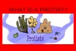 WHAT IS A PROTIST?. MOST ARE UNICELLULAR! ALL PROTISTS ARE EUKARYOTES, THAT IS THEY HAVE A NUCLEUS. THEY LIVE IN A MOIST ENVIRONMENT