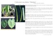 3736 3737 3738 Colocasia esculenta ‘Haokea’ Lisa Raymond Ar- Colocasia esculenta ‘Haokea’ (Haakea, Haawikea, Ahakea) Origin and derivation of name: Native