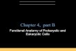 B.E Pruitt & Jane J. Stein Chapter 4, part B Functional Anatomy of Prokaryotic and Eukaryotic Cells