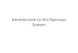 Introduction to the Nervous System. Two Main Anatomical Parts. Central nervous system (CNS) – Brain – Spinal cord Peripheral nervous system (PNS) –