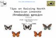 Presented by Todd Stout Utah Lepidopterists’ Society April 8, 2006 Tips on Raising North American Limenitis (Basilarchia) species
