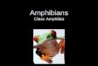 Amphibians Class Amphibia. AMPHIBIANS Amphibians begin life in water. They start out as tadpoles and breathe with gills As they grow, they develop lungs