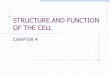 STRUCTURE AND FUNCTION OF THE CELL CHAPTER 4. CELL STRUCTURE AND FUNCTION- CHAPTER 4 VOCABULARY (33 words) 1. Cell2. Cell theory3. plasma membrane 4