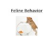 Feline Behavior. Industry American Association of Feline Practitioners Accredited by the American Veterinary Medical Association (AVMA)