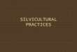 SILVICULTURAL PRACTICES. SILVICULTURE The application of various treatments such as; tree planting, pruning, intermediate cuttings and harvest cuts