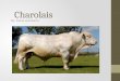 Charolais By: Maria and Aaron. Breed Characteristics They are usually white in color with a pink muzzle and pale hooves. There are now Charolais cattle