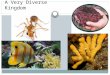 A Very Diverse Kingdom. Kingdom Animalia Characteristics All animals share the following characteristics 1. Eukaryotic 2. Multicellular 3. Reproduce sexually