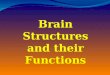 Brain Structures and their Functions. The brain is made of three main parts: the forebrain, midbrain, and hindbrain. The forebrain consists of the cerebrum,