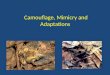 Camouflage, Mimicry and Adaptations