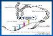 Genomes. Definition Complete set of instructions for making an organis Master blueprints for all enzymes, cellular structures & activities An organism‘s