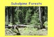 Subalpine Forests. *Flagged trees-trees sculpted by predominant winds