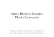 Arctic Bivalve Species Photo Examples Photo Scale indicators: White grid of 4x4 mm squares on black slides, standard metric ruler and common Bic pen