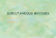 SUBCUTANEOUS MYCOSES. Subcutaneous Mycoses The dermatophytes that cause subcutaneous mycoses are normal saprophytic inhabitants of soil and decaying