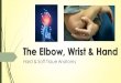 The Elbow, Wrist  Hand Hard  Soft Tissue Anatomy