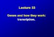 Lecture 33 Genes and how they work: transription