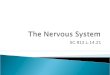 SC.912.L.14.21.  What are the major divisions of the nervous system?