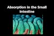 Absorption in the Small Intestine. 2 INGESTION DIGESTION ABSORPTION EGESTION ASSIMILATION Food is taken into body Carbohydrates, proteins and fats are