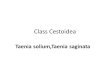 Class Cestoidea Taenia solium,Taenia saginata. Class Cestoidea, classification A- Intestinal cestode :live in the lumen of intestine:eg Taenia saginata