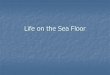 Life on the Sea Floor. Review Benthic environment Benthic environment Regions of land above/below water Regions of land above/below water Supralittoral,