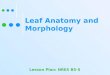 Leaf Anatomy and Morphology Lesson Plan: NRES B5-5