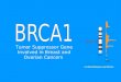 Tumor Suppressor Gene Involved in Breast and Ovarian Cancers   SCIENCE96/gene.cgi?BRCA1