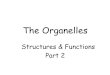 The Organelles Structures  Functions Part 2. Use the drawing to help you recognize what we are talking about