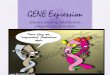 GENE Expression Selective breeding, hybridization, polygenic traits  epistasis