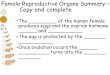 Female Reproductive Organs Summary  Copy and complete The _________ of the human female produces eggs and the ovarian hormone ______ and ___________