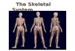 The Skeletal System. The Appendicular Skeleton ï‚¨ Limbs (appendages) ï‚¨ Pectoral girdle ï‚¨ Pelvic girdle