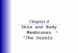 Chapter 4 Skin and Body Membranes The Dermis. Dermis Two layers 1. Papillary layer  Projections called dermal papillae  Pain receptors  Capillary