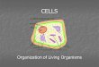 CELLS Organization of Living Organisms. Do Now Complete the Basic Cell Structure Handout that is on your tables. Complete the Basic Cell Structure Handout