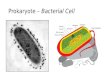 Prokaryote  Bacterial Cell. Prokaryote s Unicellular organism (ONE TYPE OF CELL) Cell membrane Ribosomes Cillia/flagellum NO NUCLEUS