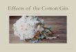 Effects of the Cotton Gin. Invented by Eli Whitney