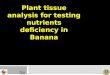 Plant tissue analysis for testing nutrients deficiency in Banana Next End