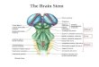 The Brain Stem. Midbrain, Pons, Medulla Oblongata