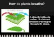 A plant breathes in carbon dioxide and breathes out oxygen