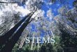 STEMS. Roots and leaves together are sufficient to take up all essential resources, so why make stems? Stem functions 1. Support leaves 2. Conductance