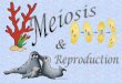 Get a copy of the Meiosis and Sexual Reproduction Outreach Notes. You will have 30 minutes of solo time…