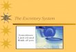 The Excretory System. STRUCTURES  Kidneys – filter blood of wastes  Ureter – tube leading…