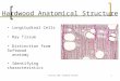 Forestry 280: Hardwood Anatomy