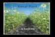 Kenaf Plant By Danielle King. Origin Species – Hibiscus cannabinus, L. Family – Malvaceae Origin…