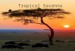 Tropical Savanna. General Information The tropical savanna is characterized by the tall grass and occasional…