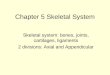 Chapter 5 Skeletal System Skeletal system: bones, joints, cartilages, ligaments 2 divisions: Axial and…