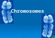 Chromosomes. Chromosomes CCCChromosomes are strands of DNA bound to proteins EEEEach…