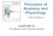 14 [chapter 14 the brain and cranial nerves]