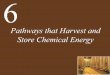 Ch06 lecture pathways that harvest and store chemical energy