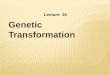 Lectut btn-202-ppt-l35. genetic transformation
