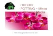 Shop Online Orchid Mixes for Your Beautiful Orchids