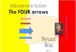 The 4 arrows - aldosterone action-NW2017